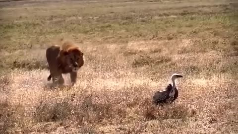 animals