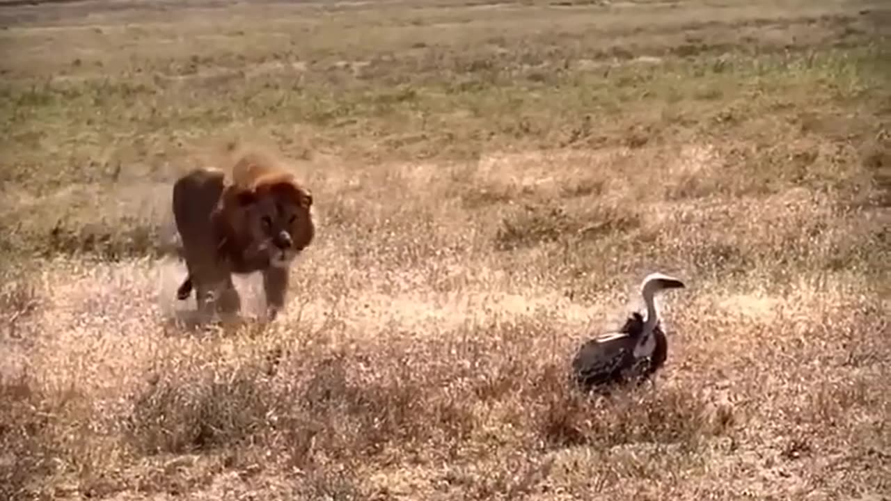 animals