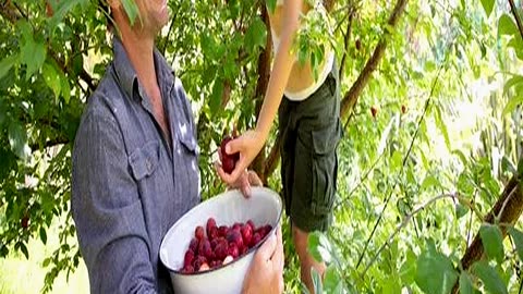 Unique and Rare Fruit Tree Offers Two Plum Varieti