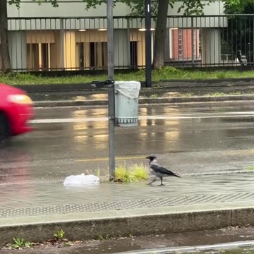 Rain falling in the middle of the city- Cinisello Balsamo -Milan🌧️☔️🌦️