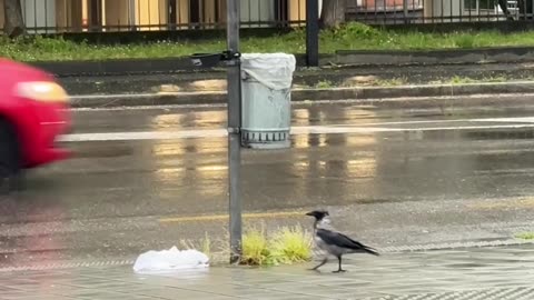 Rain falling in the middle of the city- Cinisello Balsamo -Milan🌧️☔️🌦️