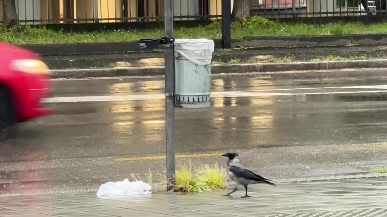 Rain falling in the middle of the city- Cinisello Balsamo -Milan🌧️☔️🌦️