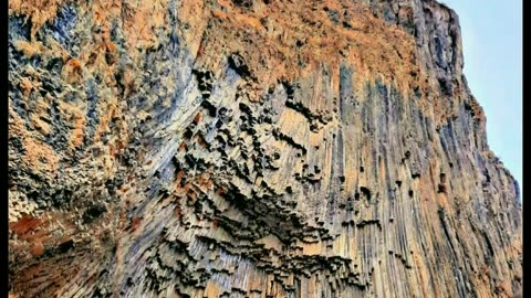 PETRIFIED TREE TRUNKS