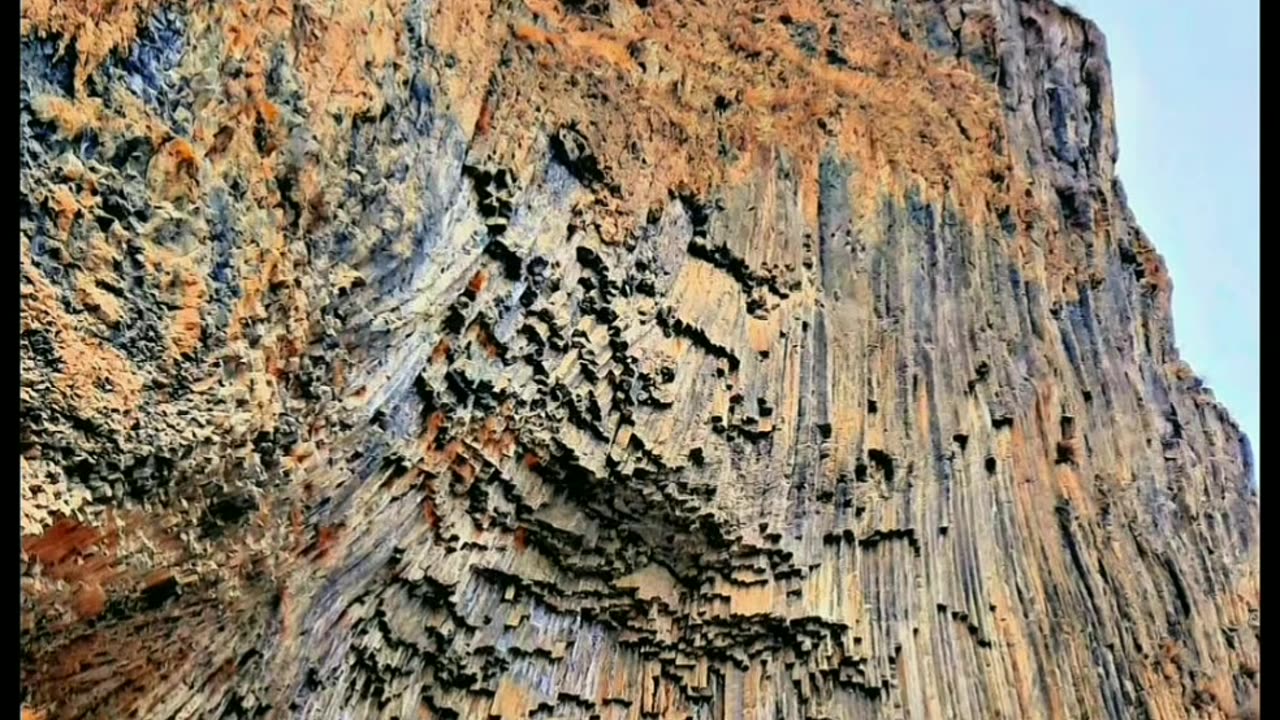 PETRIFIED TREE TRUNKS