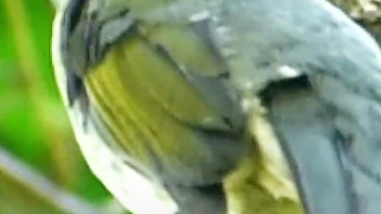 Green Winged saltator song
