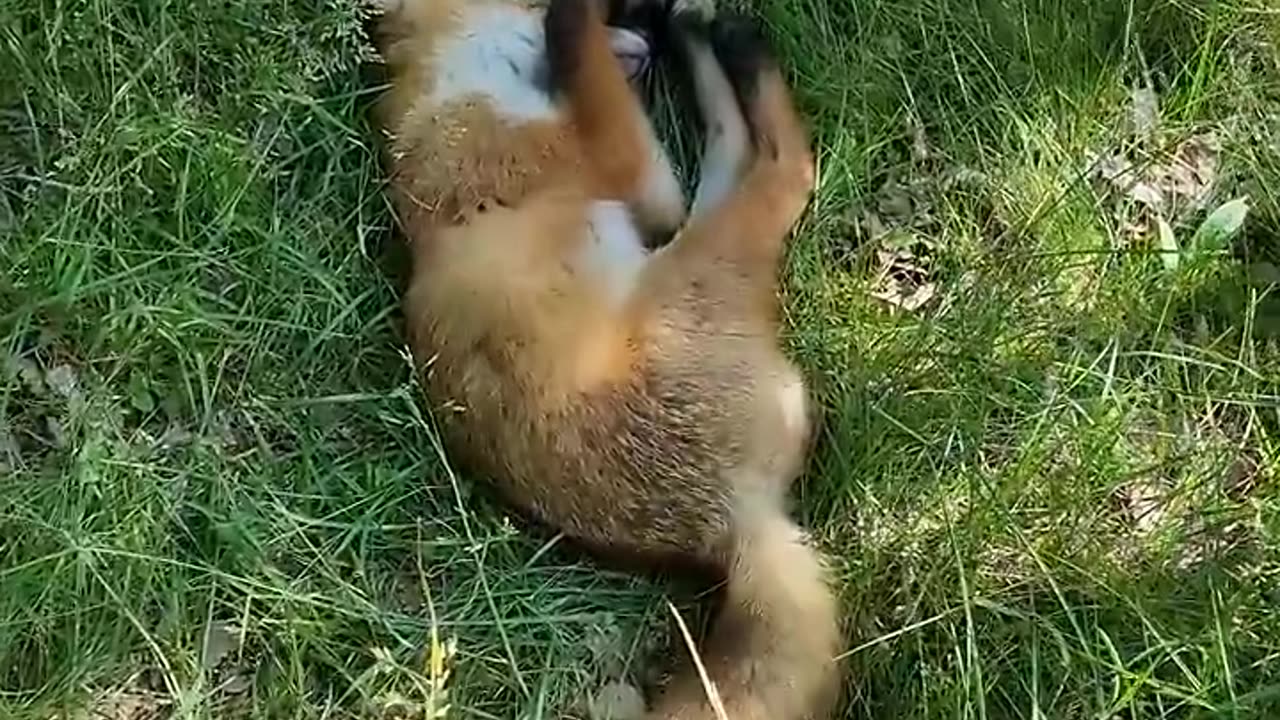 The wild fox is sleepingđź’•