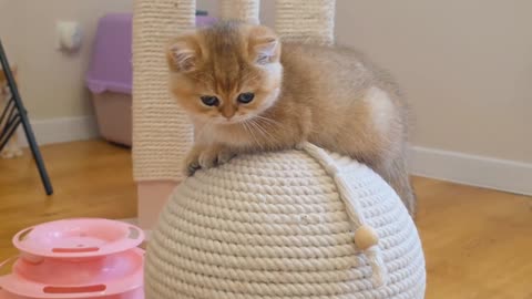 Cat Mom Just Wanted a Moment Alone_ but the Kittens Had Other Plans