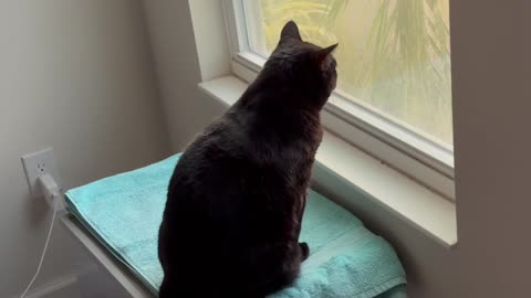 Cute Precious Piper Likes to Observe Things from Her Spa Window - Adopting a Cat from a Shelter Vlog