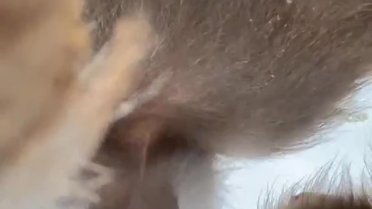 Zoo monkeys become internet bloggers 👍