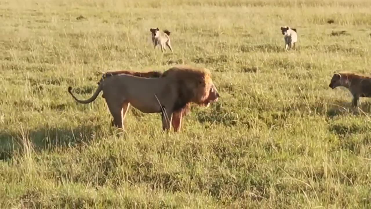 “One Lion, Twenty Hyenas: Savage Face-Off in the Wild”
