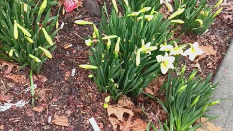 Daffodil plant