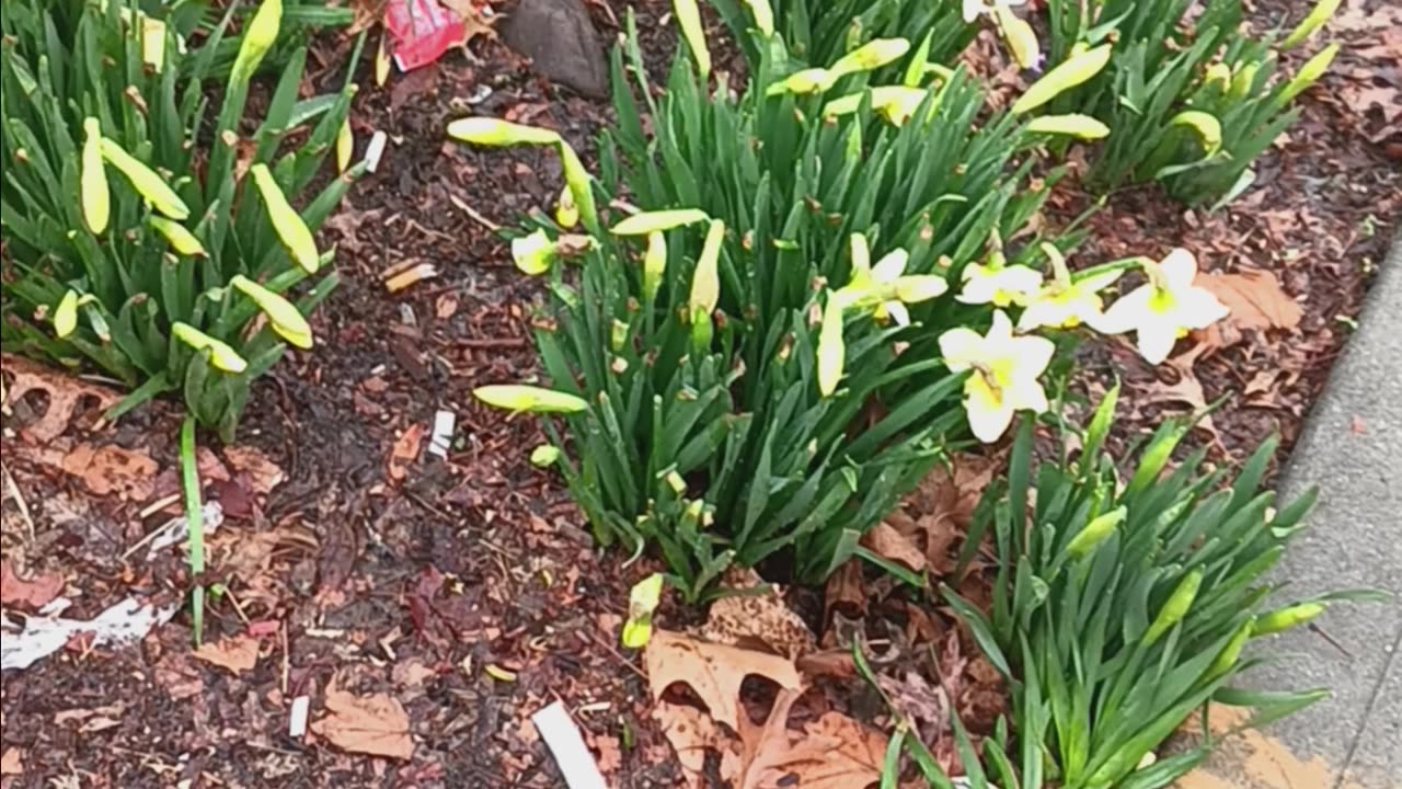 Daffodil plant
