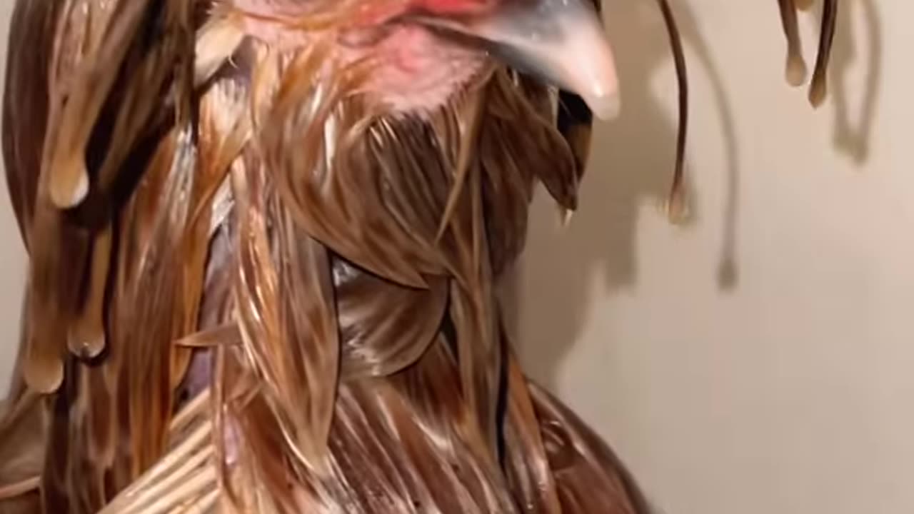 #funnyanimals,