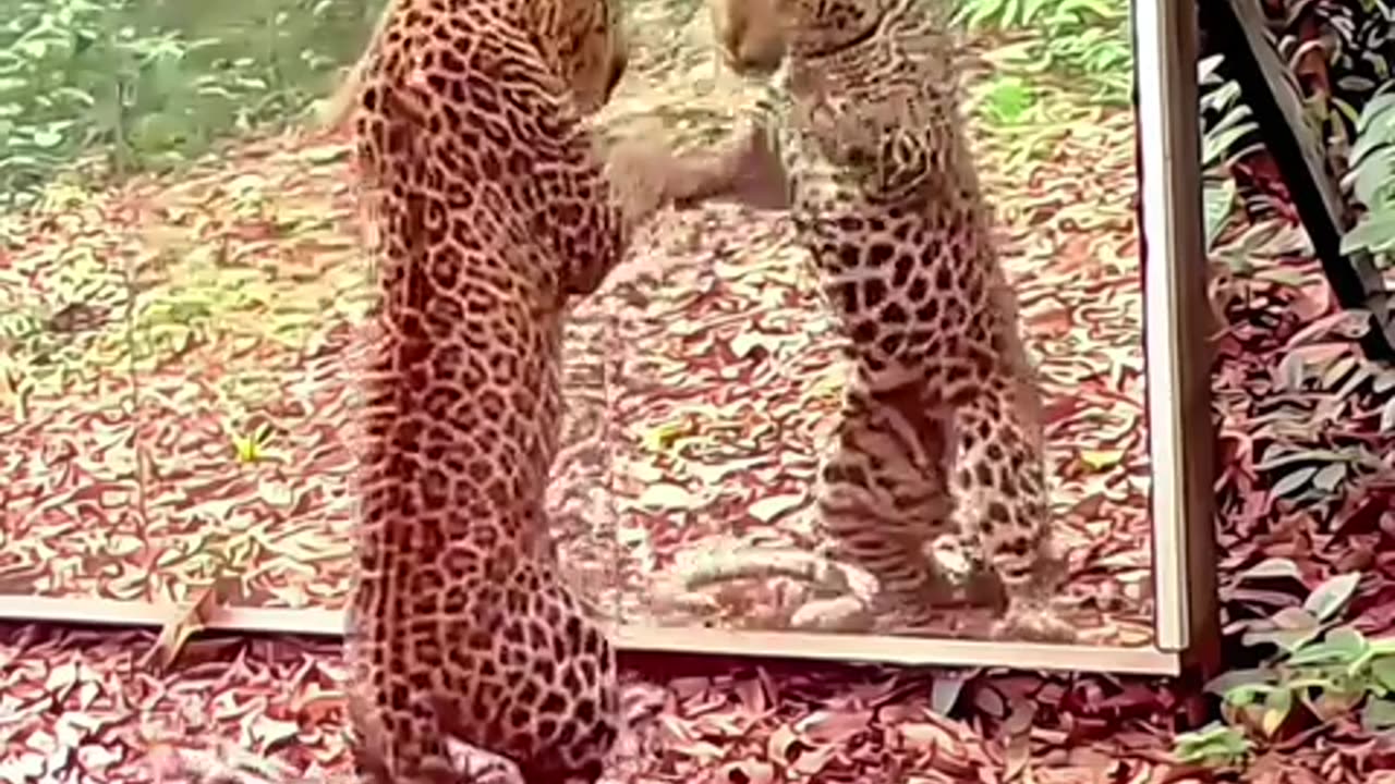 Animals first time in front of a Mirror