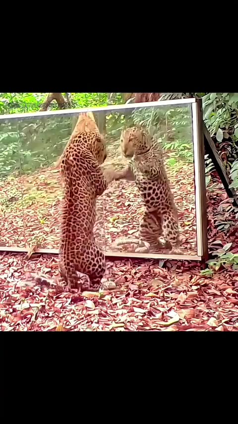 Animals first time in front of a Mirror