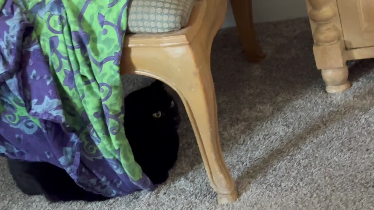 Cute Precious Piper is in Her Royal Chambers - Adopting a Cat from a Shelter Vlog