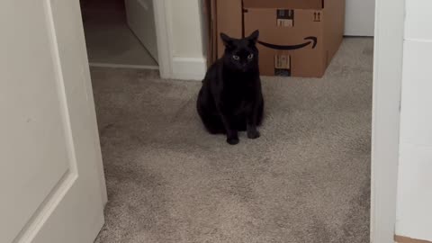 Cute Precious Piper Goes on a Break - My Adopted Shelter Cat Vlog