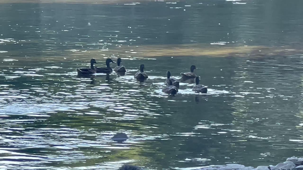 Family of mallard ducks