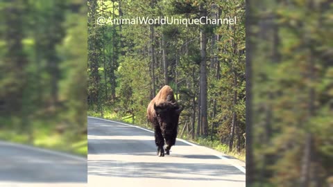 American Bison Walking Along the Road