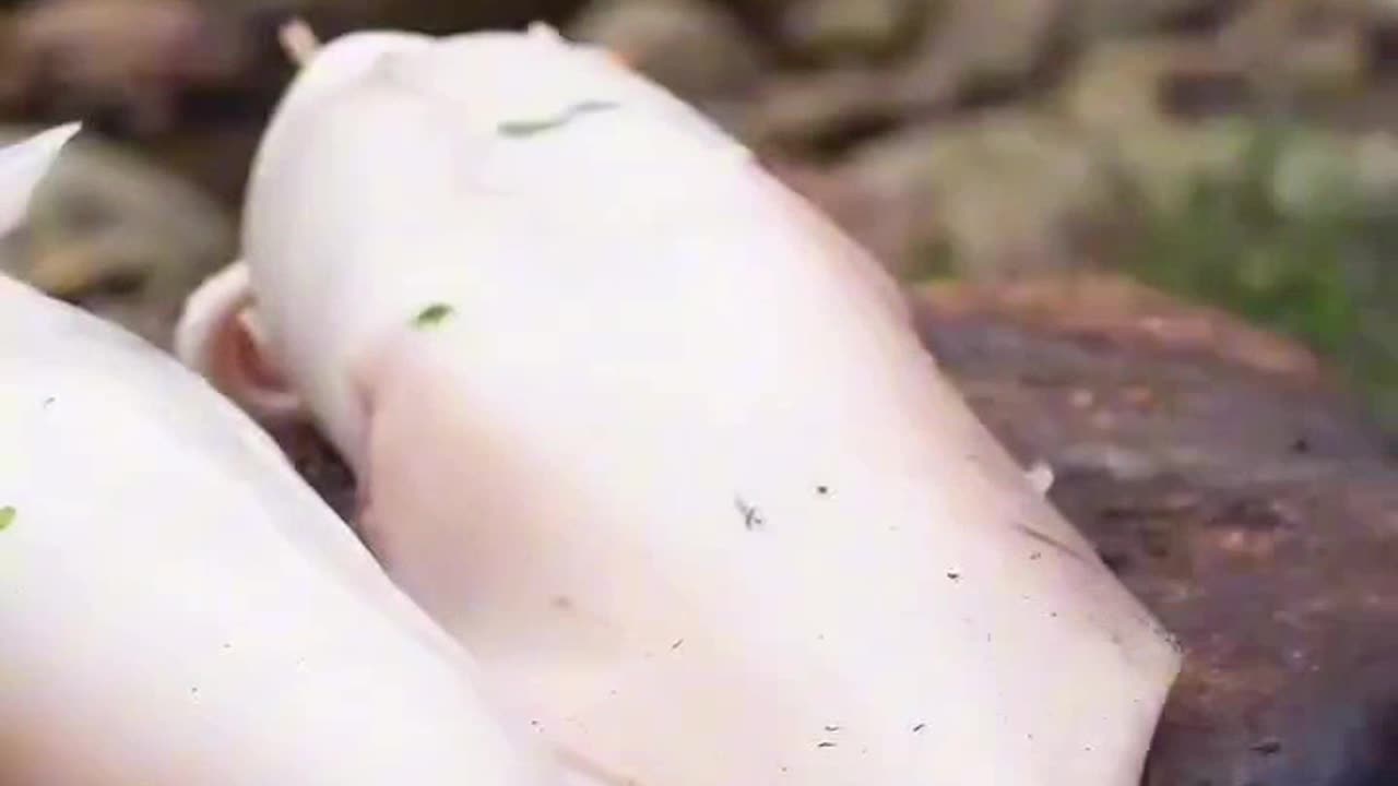 Who ve ever made this meal? Grilled Squid, stuffed with chicken breast and vagie