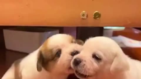 Pet Debut Project