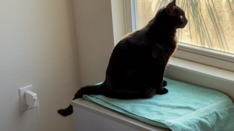 Cute Precious Piper Looks at the Early Evening Sights - Adopting a Cat from a Shelter Vlog