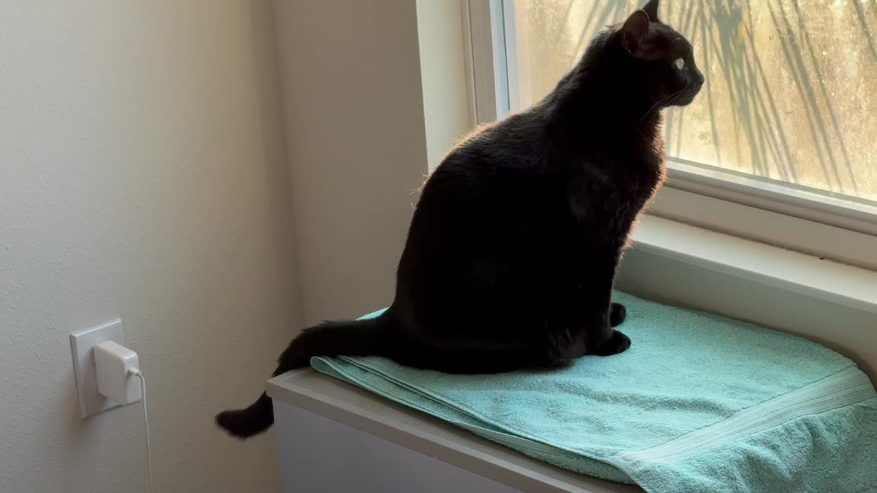 Cute Precious Piper Looks at the Early Evening Sights - Adopting a Cat from a Shelter Vlog