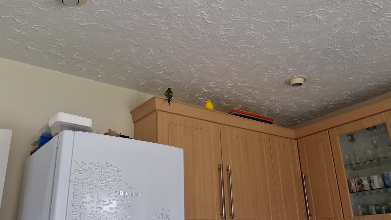 Chocobo & Finarfin Argue Over Egg