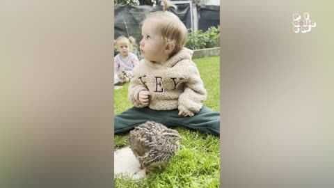 The Ultimate Funniest Pets Of the Year