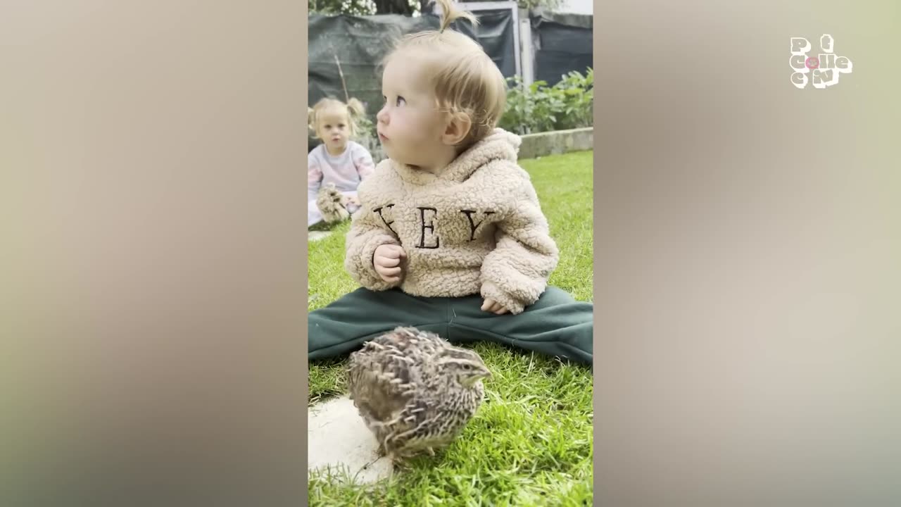 The Ultimate Funniest Pets Of the Year