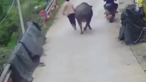 Angry Bull vs Biker 😳 You Won’t Believe the End!
