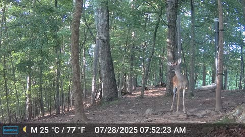 The Woods – 07/28/2025