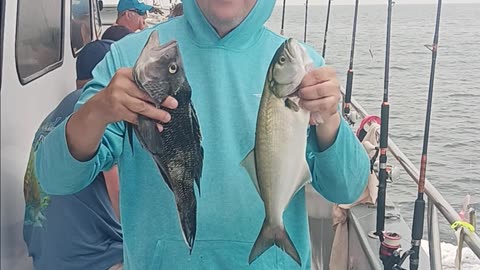 Bluefish and sea bass.