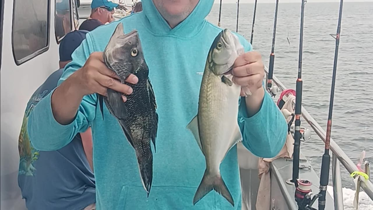 Bluefish and sea bass.