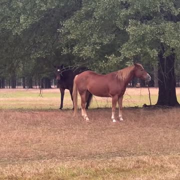 They eat leaves! Who knew?