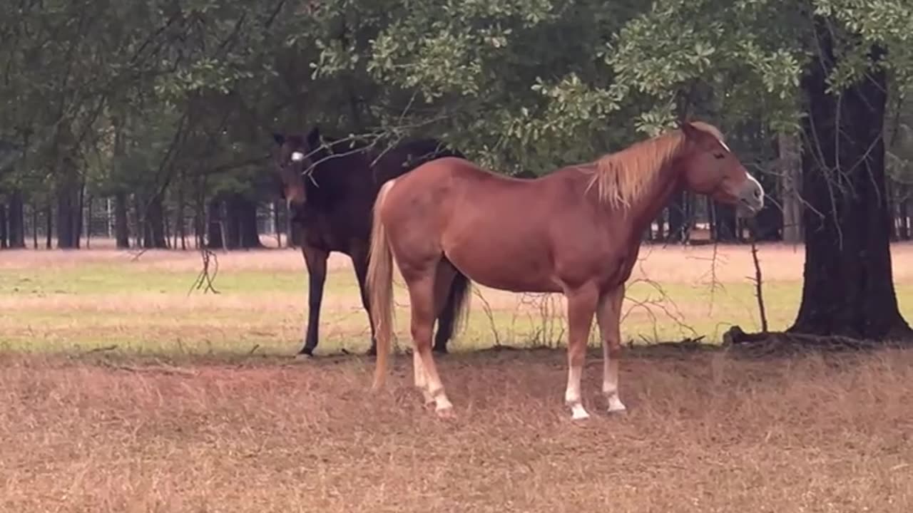 They eat leaves! Who knew?