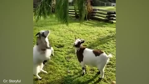 2025's FUNNIEST Animal Moments 😂 You Have to See This!