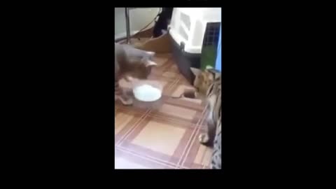 Crazy Pets You Need to See Today! 🐕🐈🦜🐰