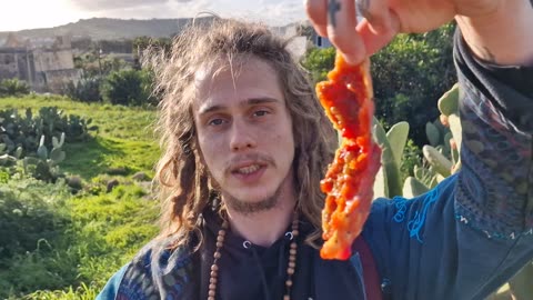 Picking Prickly Pears (cactus fruit) 🌵