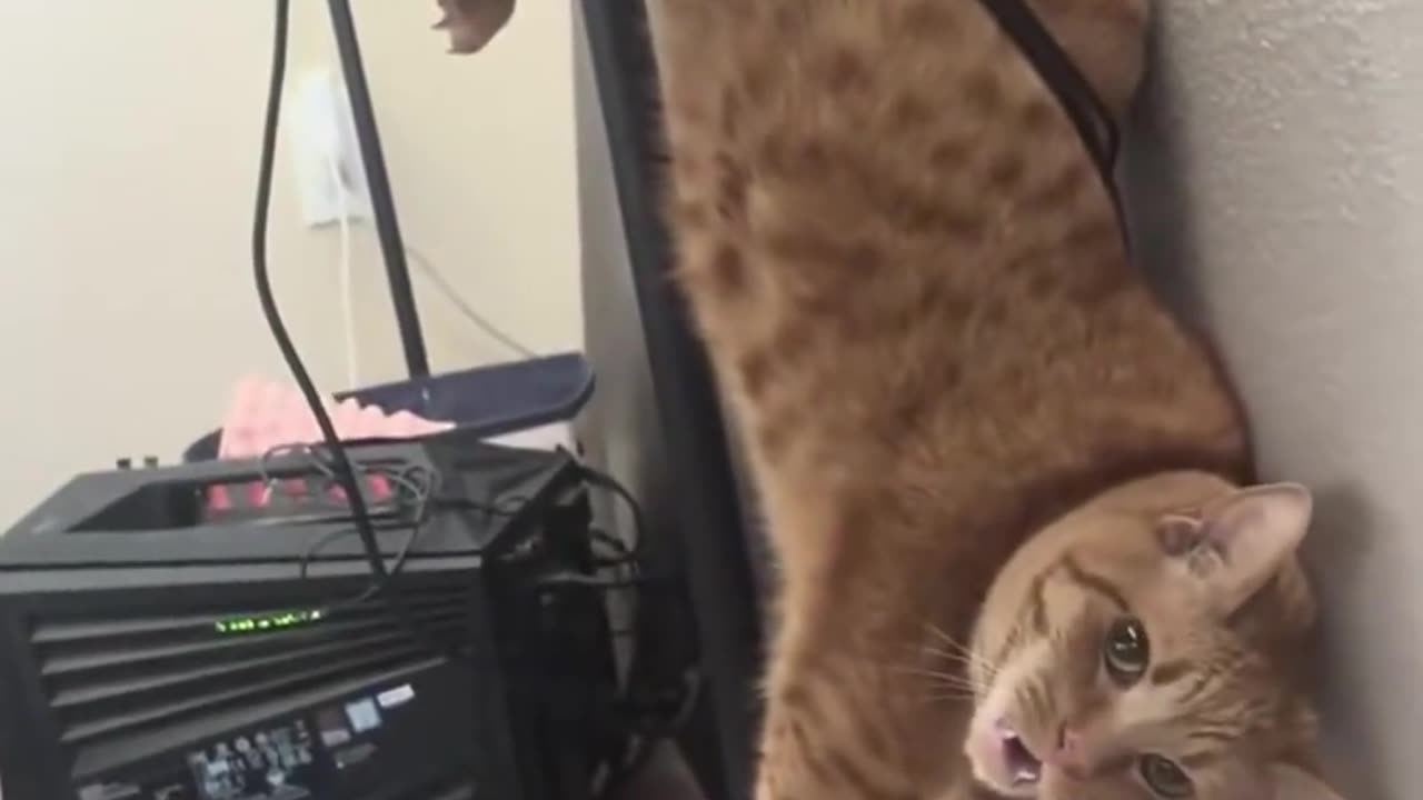 😂🐶 Dog Begs for Help! You Won't Believe Why! | FunFM