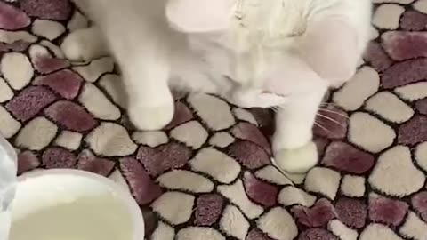 You like cats? We got em! 🙀 No dogs! 👎 Just cats! 👍 Seriously, all cats! 😻