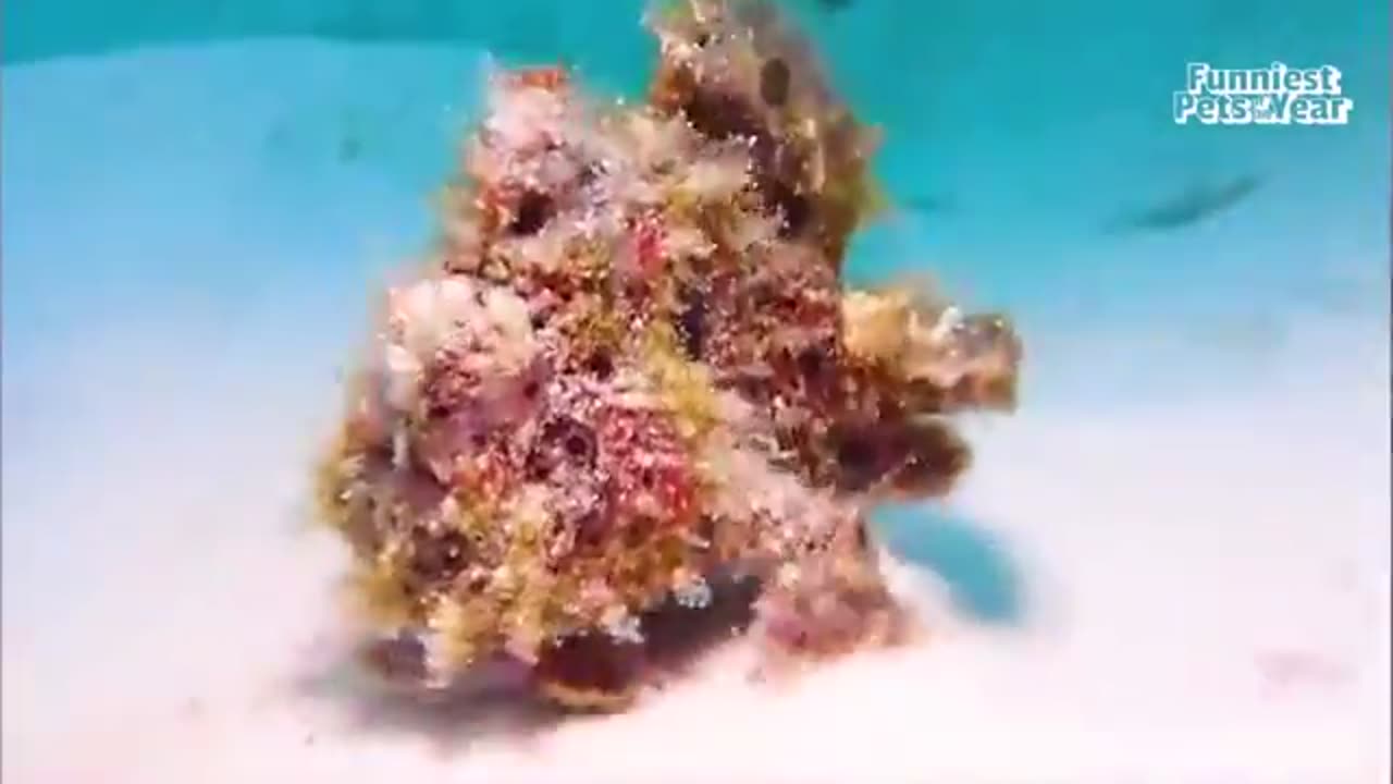 Pets doing the funniest things!