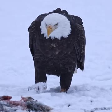 Bald Eagle