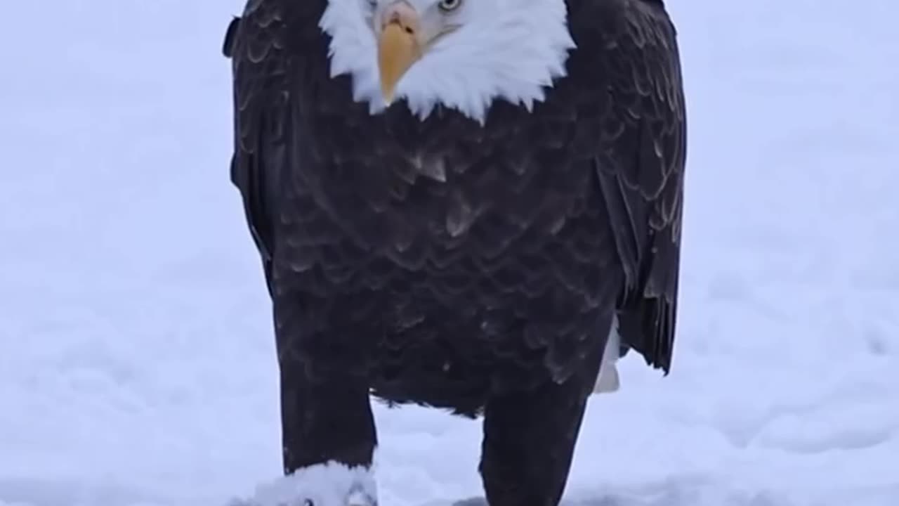 Bald Eagle