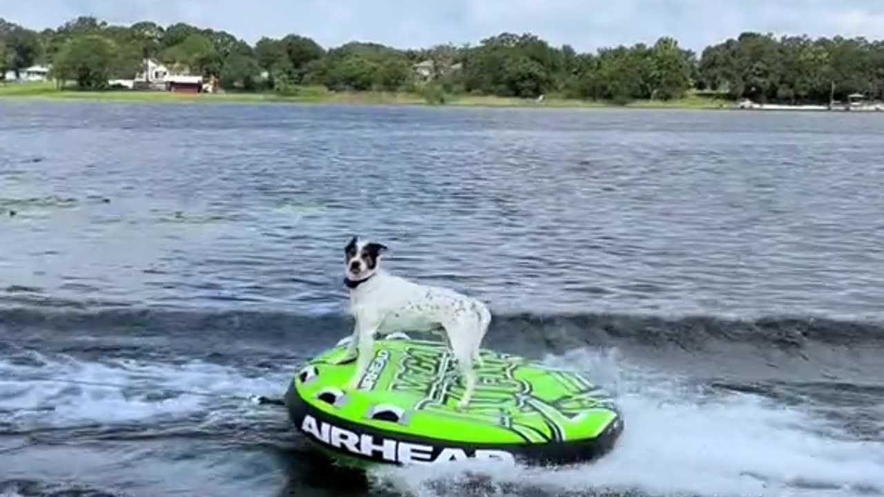 None of his friends will believe him (via:@__squid_knee)