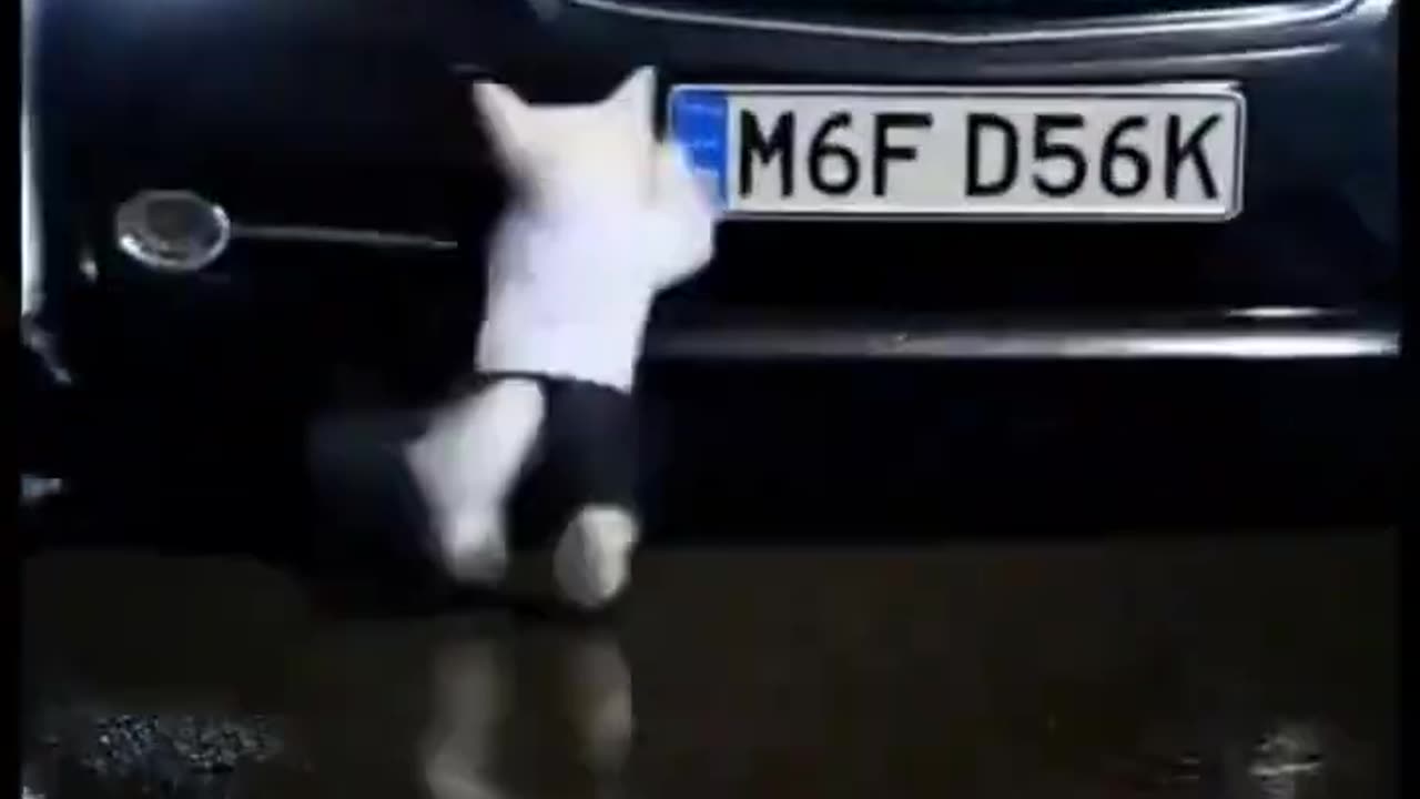 Phone killen this kitte