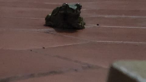Tree frog hanging with me in the kitchen