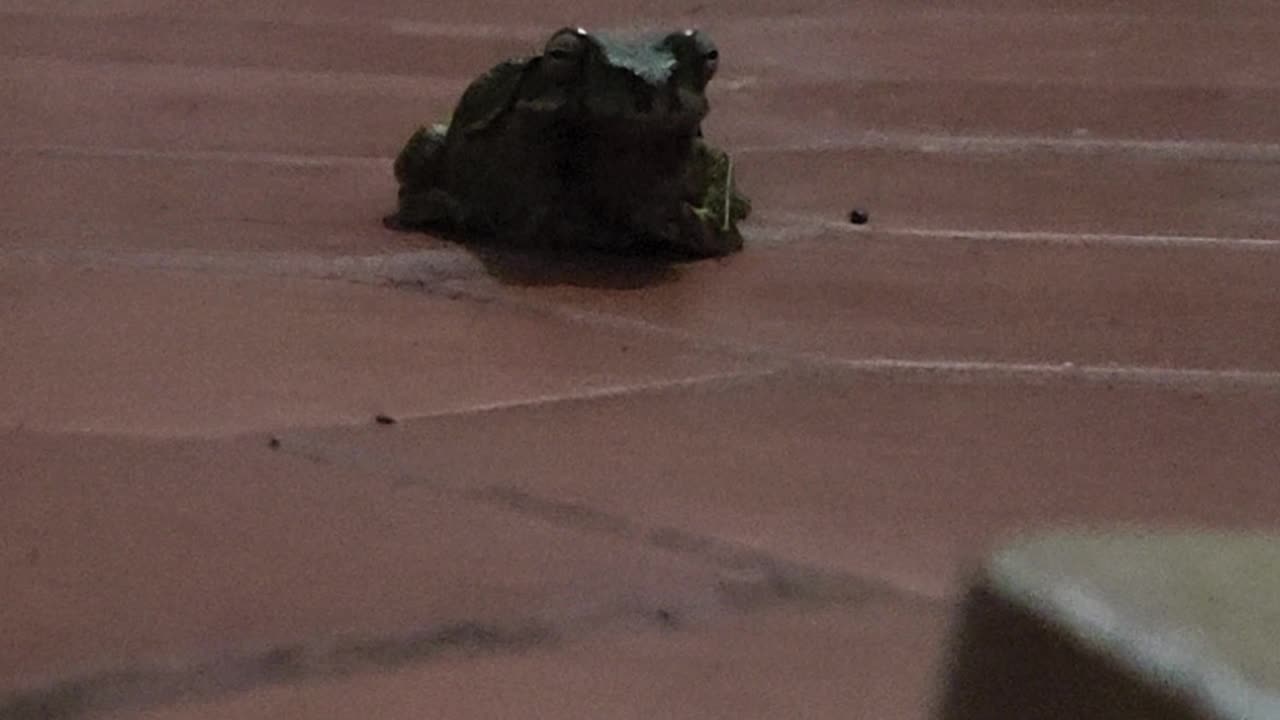 Tree frog hanging with me in the kitchen