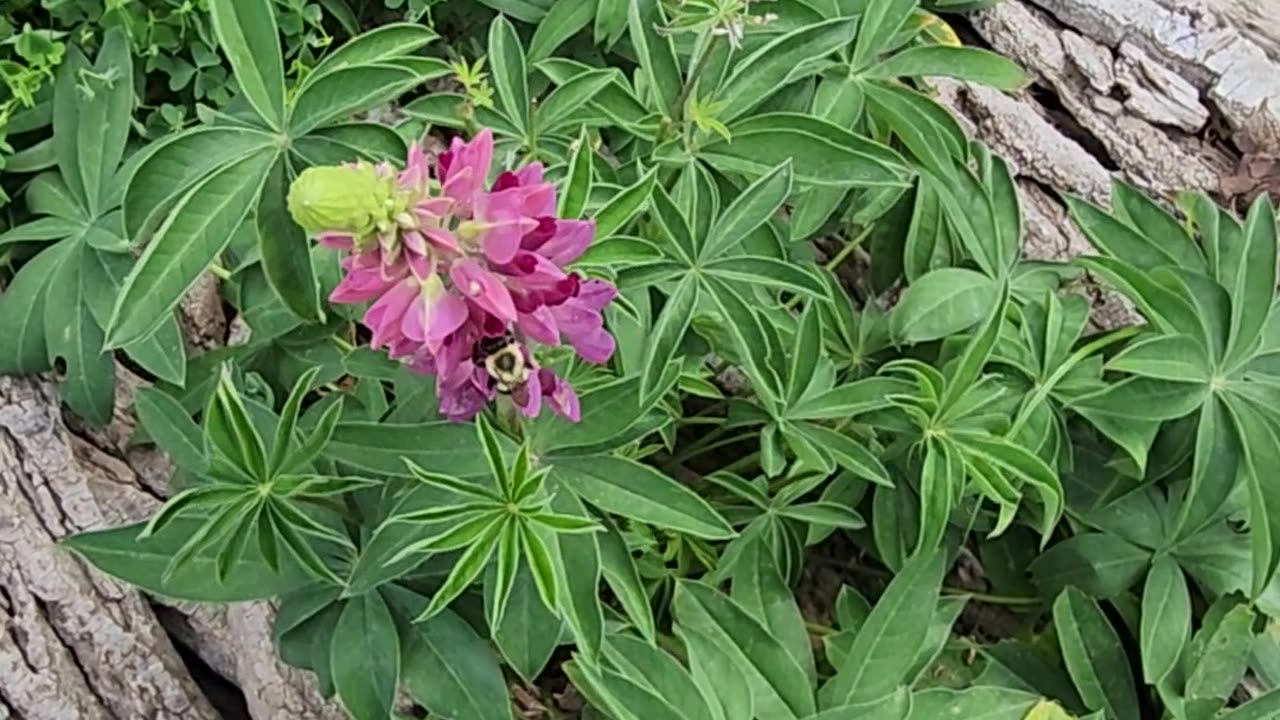 Flowers for everyone!
