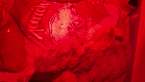 The baby chicks nesting together